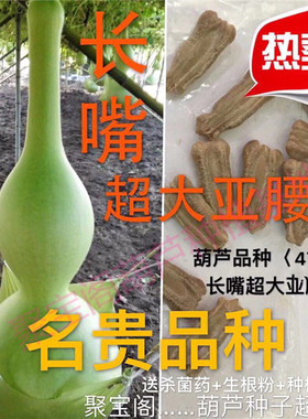 长嘴超大亚腰葫芦种巨型特莲花头油锤小八宝文玩阳台庭院瓠子瓢籽