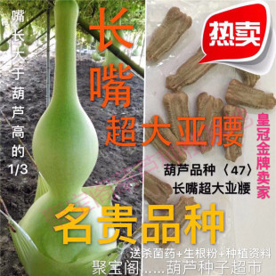 长嘴超大亚腰葫芦种巨型特莲花头油锤小八宝文玩阳台庭院瓠子瓢籽