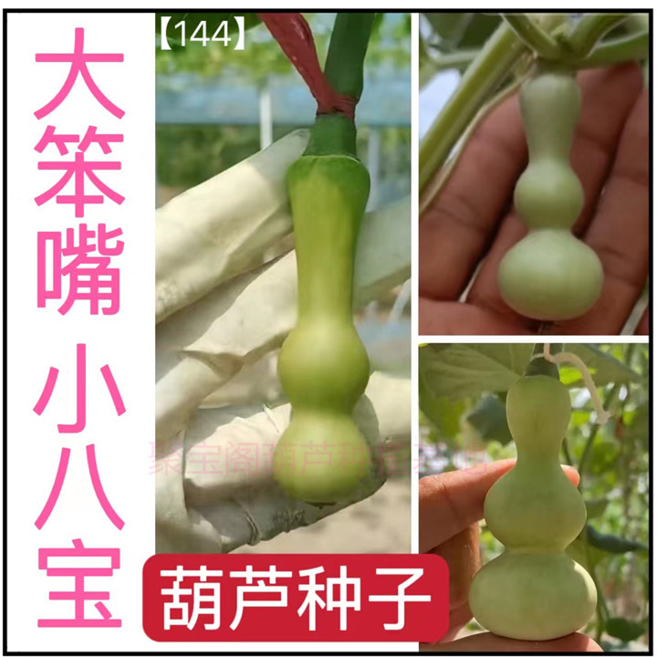 大笨嘴小八宝葫芦种子籽天坛文玩