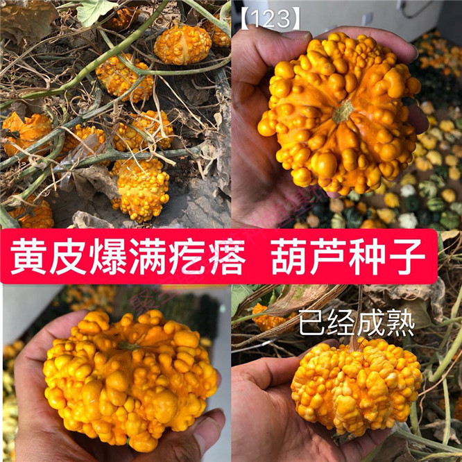 黄皮爆满疙瘩葫芦种飞碟海星墨西哥特小南瓜盆栽大八宝莲花头子籽