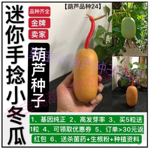小冬瓜油锤特大葫芦种子阳台手捻