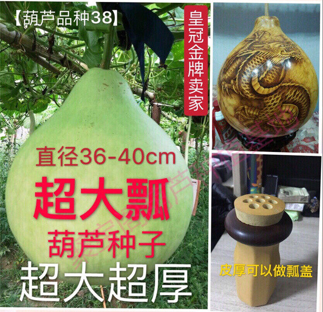 大葫芦厚实,大葫芦,大瓢葫芦_大山谷图库