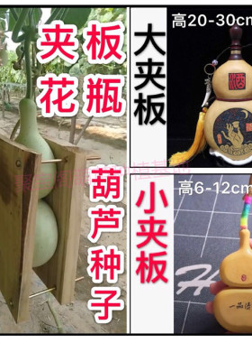 夹板葫芦种子籽烙画酒葫芦文玩大