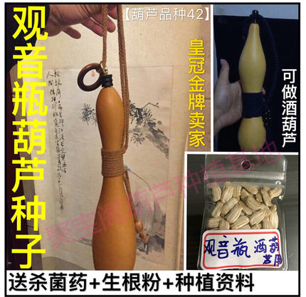 观音瓶葫芦种做酒葫芦特小文玩手捻超大亚腰八宝鹤首油锤鸡蛋子籽