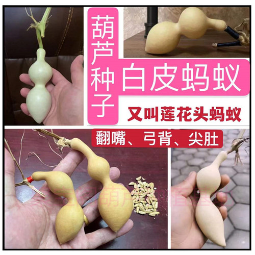特小八宝手捻白皮蚂蚁葫芦种子籽