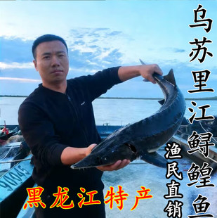 黑龙江特产鲟鱼七里 鳇鱼 鲟鳇鱼整条7-90斤新鲜鲜活鱼冷冻发货