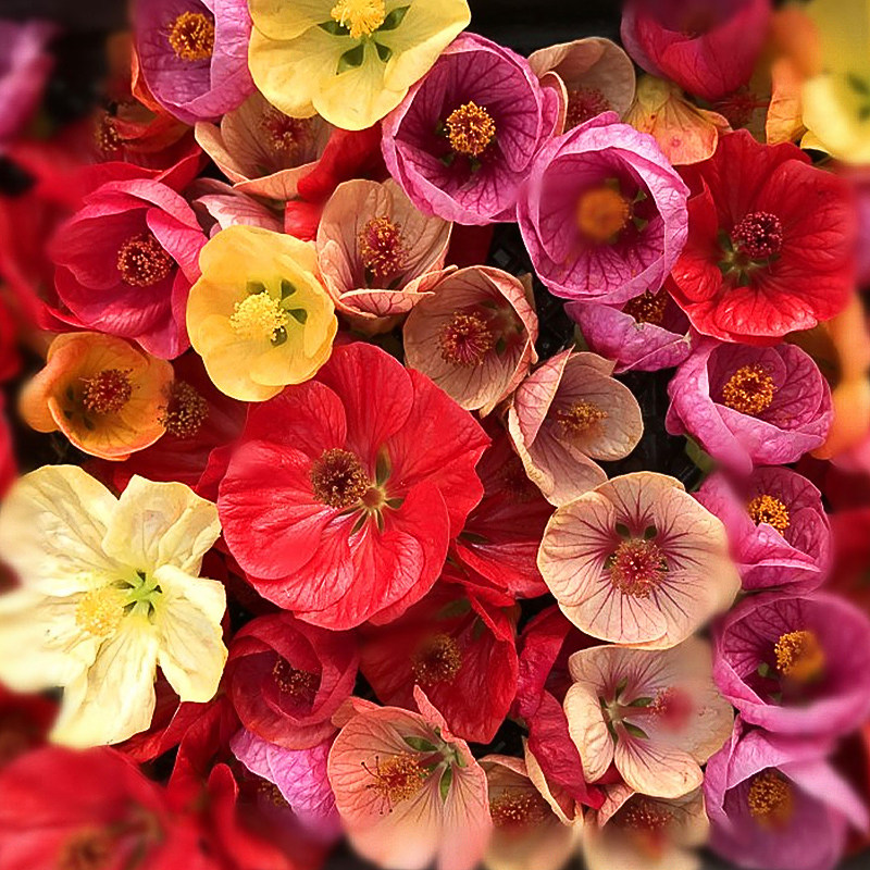 日本灯笼花多少钱 日本灯笼花优惠券免费领取 有条鱼