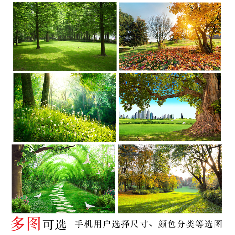 树林树木海报森林公园热带雨林风景自然美景阳光大树梯田装饰贴画图片