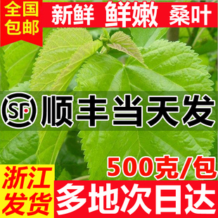 【顺丰当天发】新鲜桑叶喂蚕桑树叶蚕卵蚕宝宝学生养蚕套装鲜嫩叶