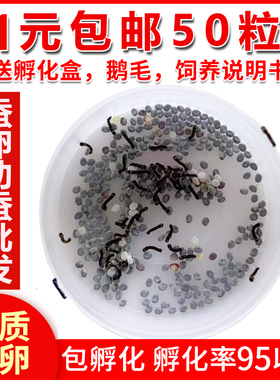 蚕宝宝卵春蚕卵金丝彩色蚕茧七彩色蚕卵蚕籽活体蚕种幼虫新鲜桑叶