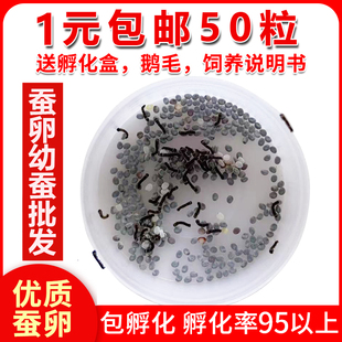 蚕宝宝卵春蚕卵金丝彩色蚕茧七彩色蚕卵蚕籽活体蚕种幼虫新鲜桑叶