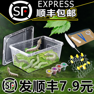 【顺丰当天发】蚕宝宝学生养蚕套装专用饲养盒箱新鲜桑叶幼虫蚕卵