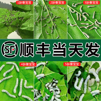 【顺丰当天发】蚕宝宝学生养蚕套装幼虫小蚕卵活物1234龄新鲜桑叶