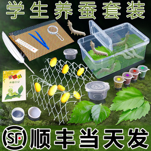 【顺丰当天发】蚕宝宝学生养蚕套装专用饲养盒箱新鲜桑叶幼虫蚕卵