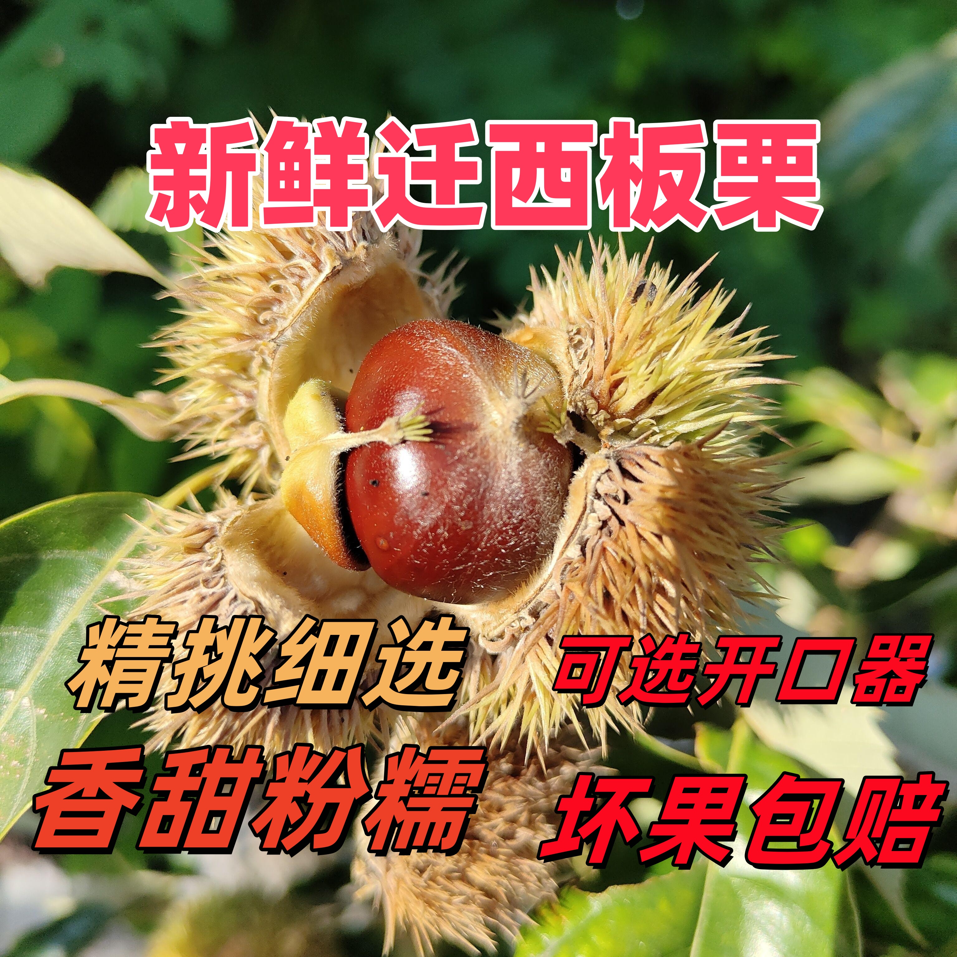 2025新货迁西板栗生新鲜5斤