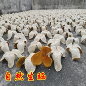 新2025年新会陈皮茶枝柑生晒干青皮二红皮大红皮500克起收藏首选