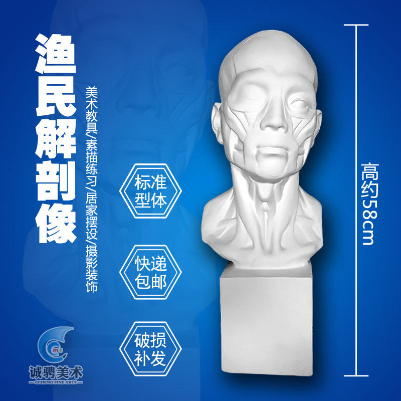 渔民石膏头像人物面部肌肉模型教具解剖素描静物摆件破损包邮