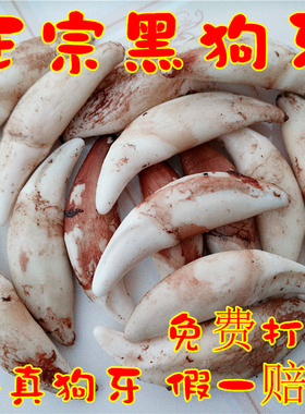 男女通用真骨质黑狗牙祝您好运