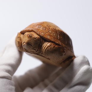 山宁竹舍 齐东精品写实竹根雕金钱龟把件