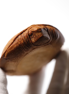 山宁竹舍 齐东制 精品乌龟竹根雕手把件 缩头的龟