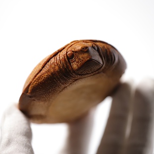 山宁竹舍 齐东制 精品乌龟竹根雕手把件 缩头的龟