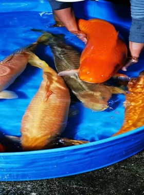 锦鲤银鳞红茶太郎渔场直销观赏鱼
