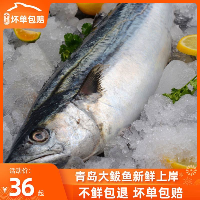 鲅鱼新鲜 鲜活青岛海鲜水产5斤1条鲅鱼包邮冷冻马鲛鱼鲐鲅鱼