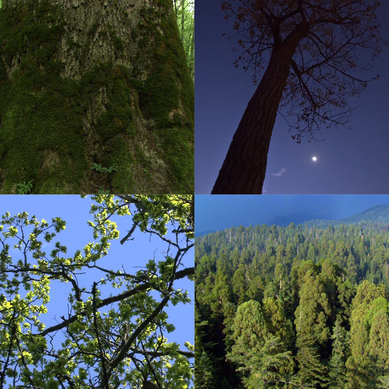 122绿色森林树木溪流视频素材小清新,商务/设计服务,设计素材/源文件,淘宝优惠券,粉丝福利购,淘宝优惠卷