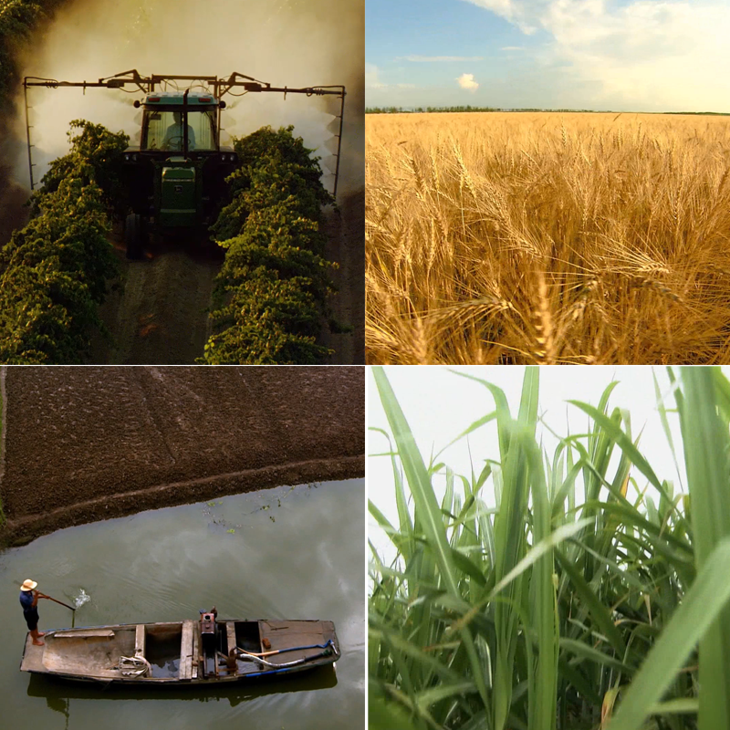 108农业F小麦水稻稻田麦田高管该农田麦田丰收水产养殖视频素材,商务/设计服务,设计素材/源文件,淘宝优惠券,粉丝福利购,淘宝优惠卷