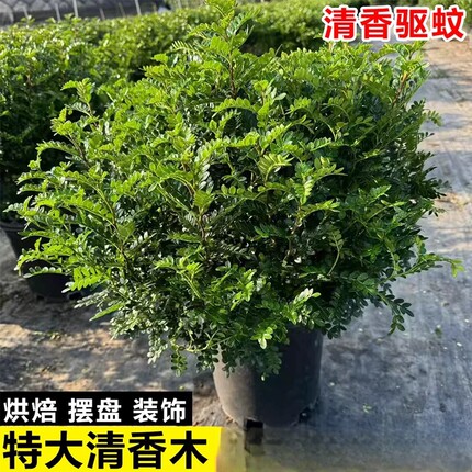 正宗胡椒木盆栽特大老桩盆景可食用室内阳台驱蚊植物四季常青