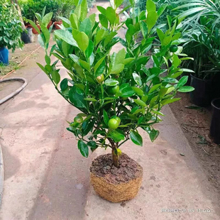 四季金桔树盆栽脆皮金桔开花结果橘子树带果发货适用客厅阳台庭院