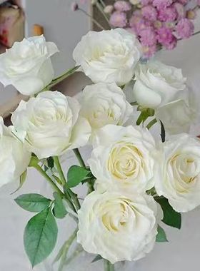 白色玫瑰云南昆明斗南基地直发水养鲜切花情人节百合花束包邮同城