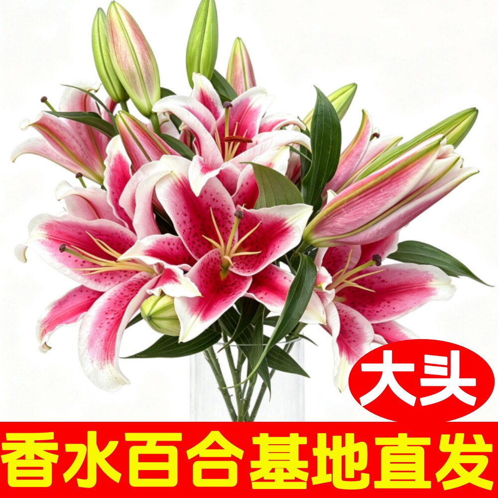 黑美人香水百合鲜花云南基地直发水养家庭插花多头玫瑰教师节礼物