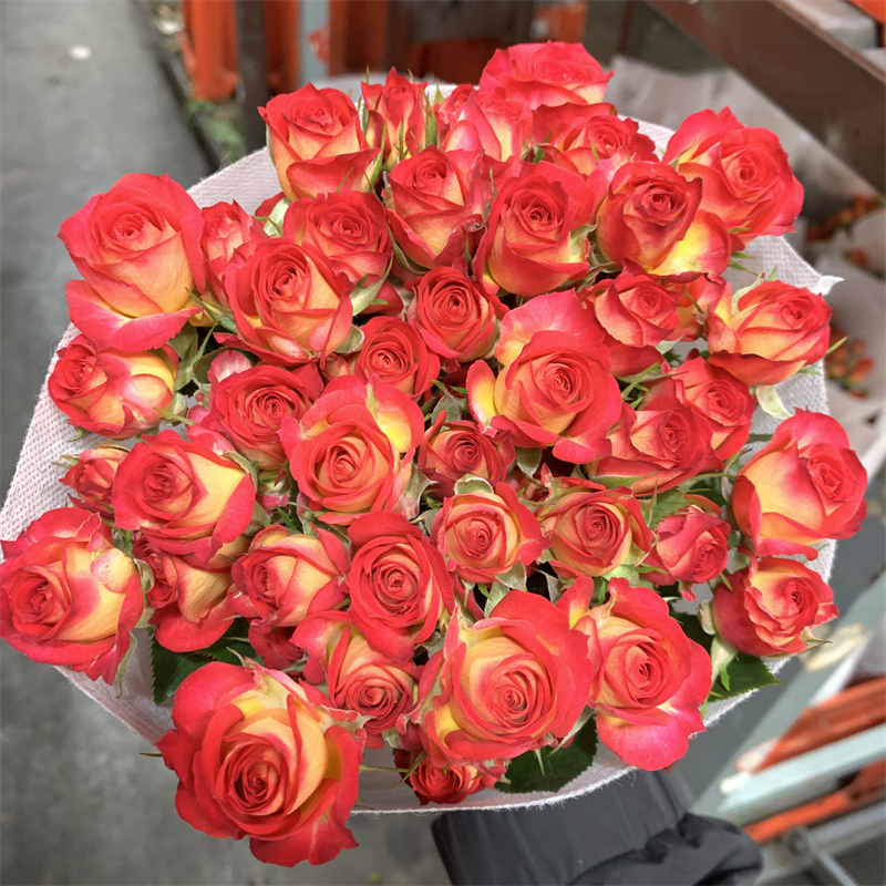 橙色芭比多头泡泡玫瑰花云南昆明基地鲜花速递同城百合花束情人节