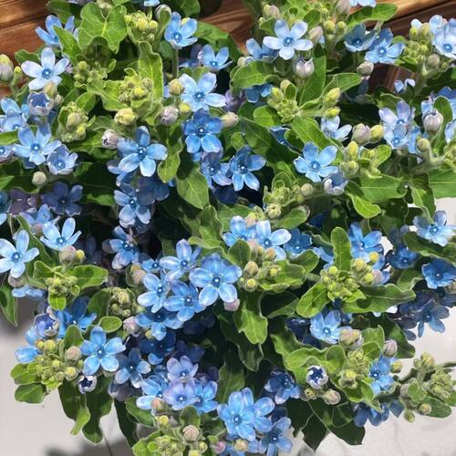 蓝星花云南昆明水养百合鲜切花家庭插花情人节花