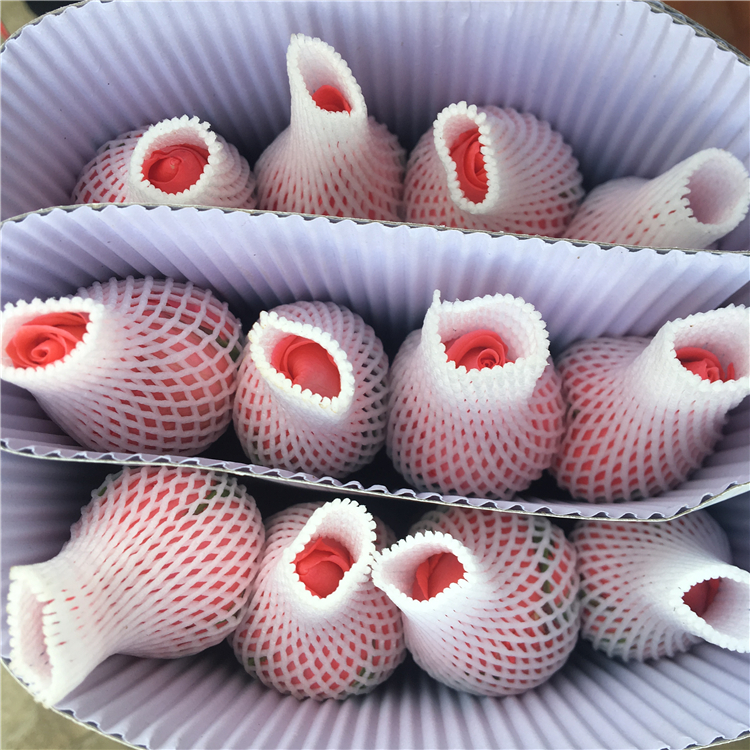 鲜花基地昆明斗南水养红玫瑰