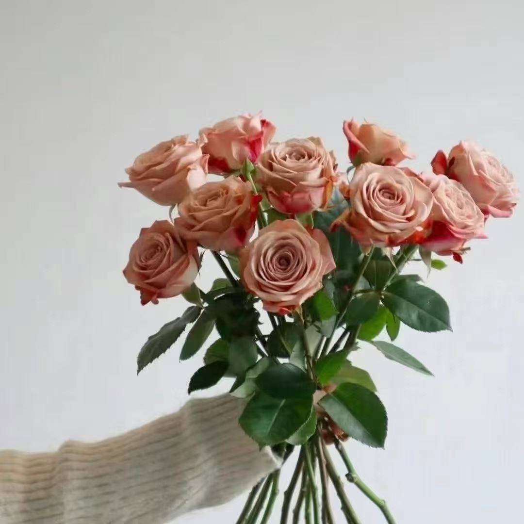 卡布奇诺玫瑰花云南昆明斗南基地直发水养百合鲜切花情人节包邮礼