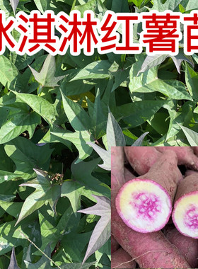 网红一点红薯苗冰淇淋红薯苗露天种植地瓜苗种苗藤苗高产蕃薯苗