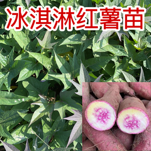 网红一点红薯苗冰淇淋红薯苗露天种植地瓜苗种苗藤苗高产蕃薯苗