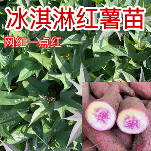 网红一点红薯苗冰淇淋红薯苗露天种植地瓜苗种苗藤苗高产蕃薯苗