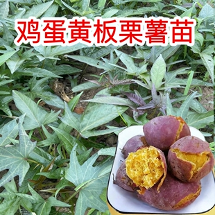 潮汕红皮板栗薯苗种苗藤苗易活现割现发地瓜秧苗高产红薯苗番薯苗