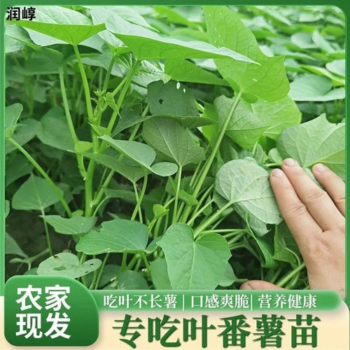 广东发货专吃叶子红薯苗种苗藤四季食叶型红薯苗蕃薯种苗苕尖蔬菜