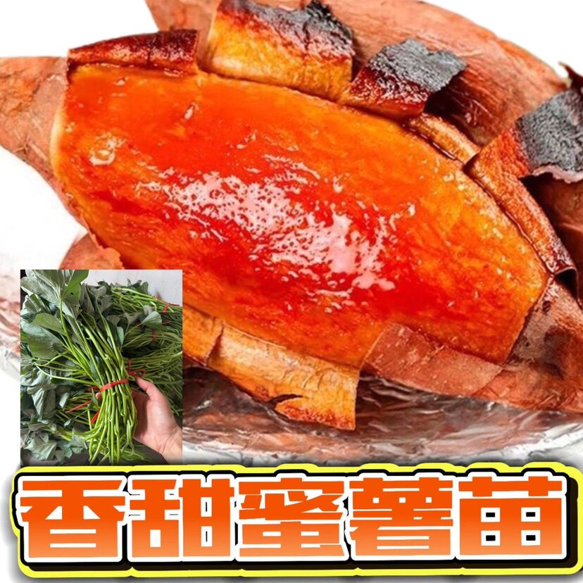 福建六鳌红心蜜薯秧苗高产西瓜红番薯藤苗红皮红心地瓜苗红薯苗