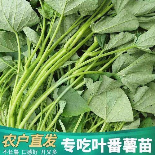 广东发货专吃叶子红薯苗种苗藤四季食叶型红薯苗蕃薯种苗苕尖蔬菜