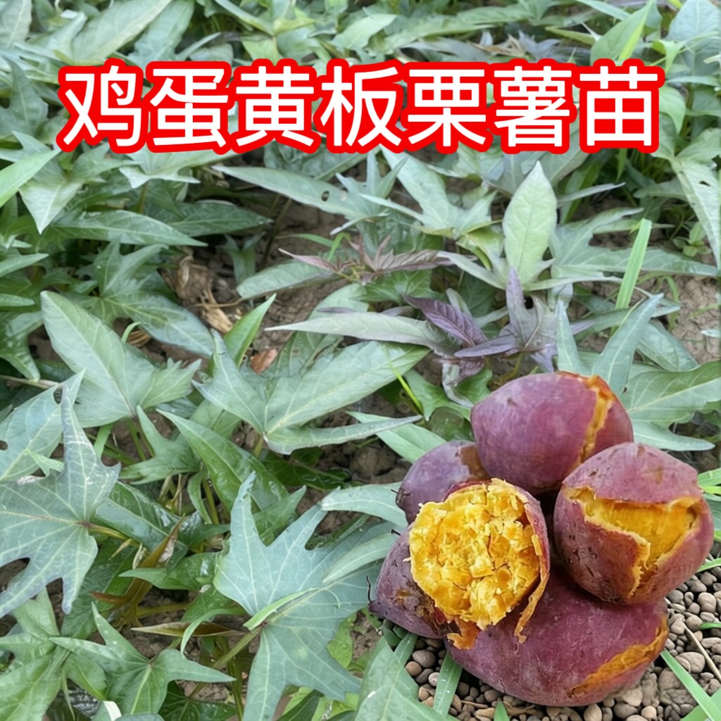 潮汕红皮板栗薯苗种苗藤苗易活现割现发地瓜秧苗高产红薯苗番薯苗图片