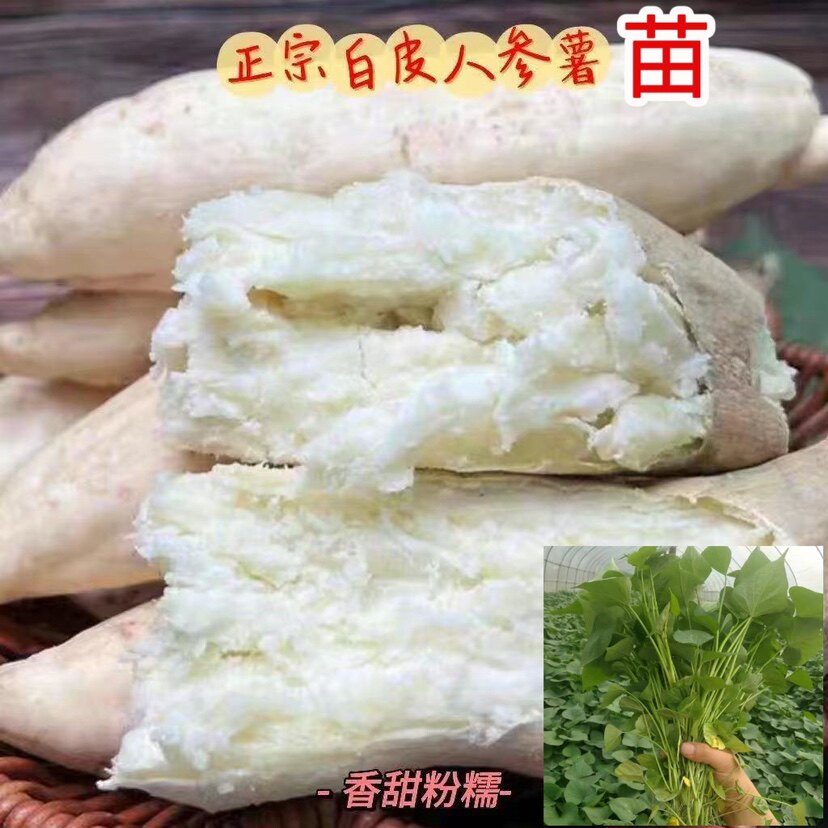 白皮人参薯苗高产人参小白薯苗种苗藤苗地瓜秧苗高产红薯苗番薯苗