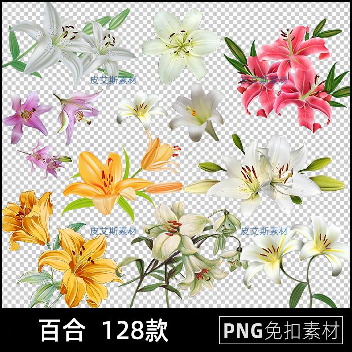 百合png免扣图花朵花卉鲜花透明背景免抠PS设计素材
