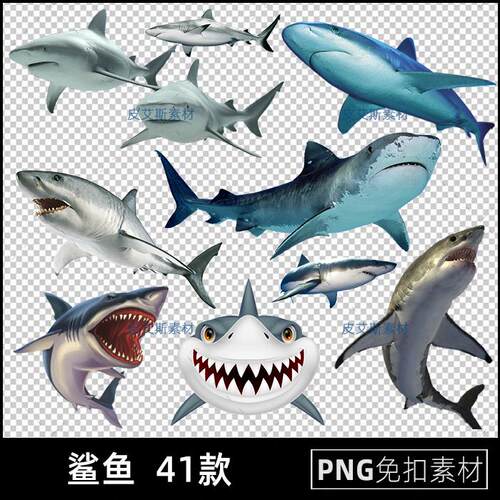 鲨鱼png免扣图海洋动物大白鲨透明背景免抠PS设计素材