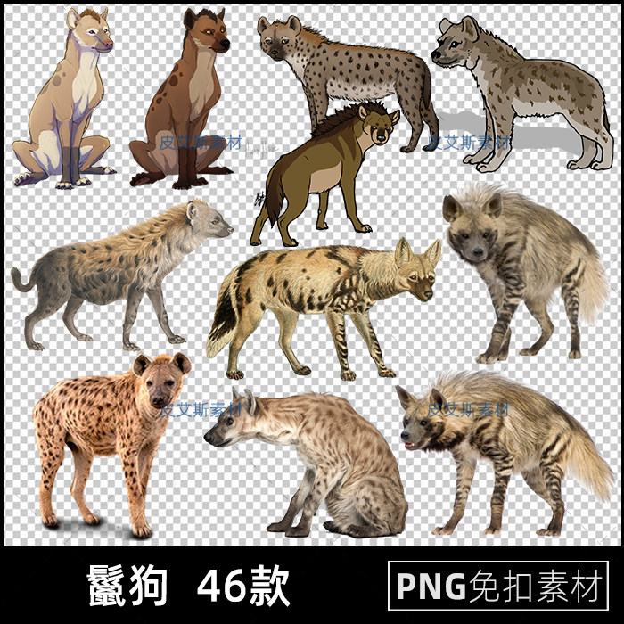 鬣狗png免扣图透明背景野生动物免抠PS设计素材