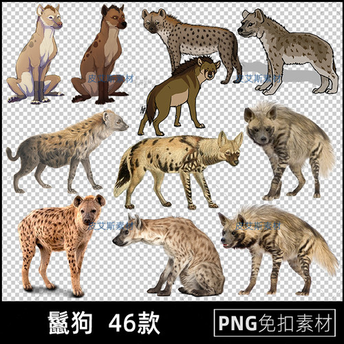 鬣狗png免扣图透明背景野生动物免抠PS设计素材
